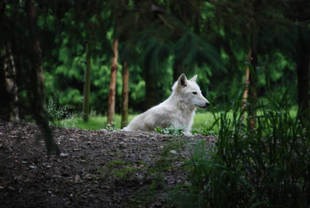 Zoo Animal | White Wolf Picture from trip to Woodland Park Zoo woodland park zoo stock pictures, royalty-free photos & images