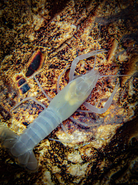 écrevisse albinos aveugle (procambarus spp) assise sur des fossiles dans la caverne sous-marine de paradise springs, floride - sun blind photos et images de collection