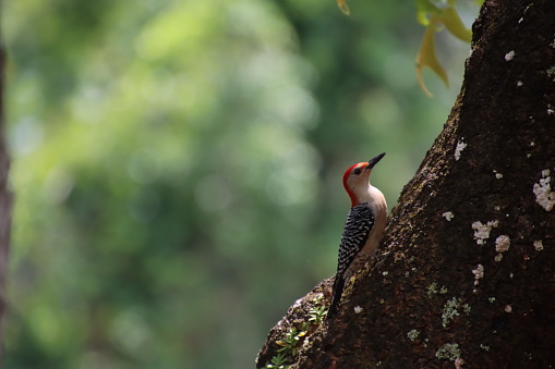 male european green woodpecker eating ants on a tree trunk