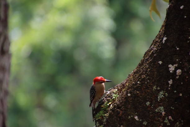 istock Red bellied woodpecker bird perched on tree. 1495935306