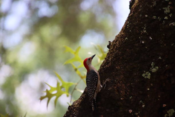 istock Red bellied woodpecker bird perched on tree. 1495935320