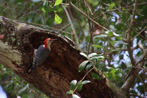 istock Red bellied woodpecker bird perched on tree. 1495935492