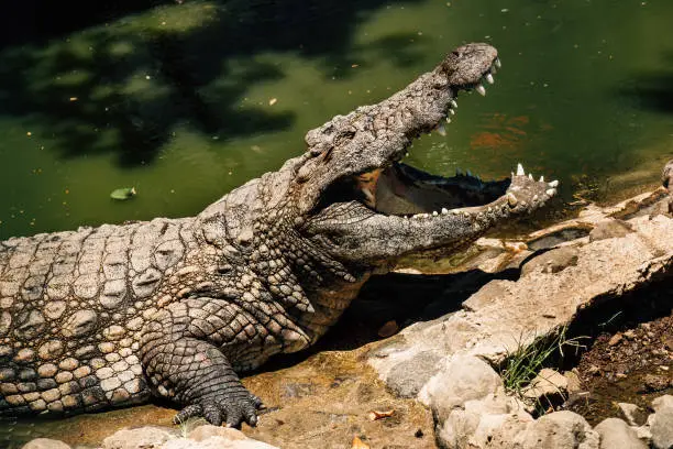 Photo of Portrait of Nile crocodile open a huge jaw with big teeth drying a mouth after the good lunch. La Vanille Nature Park zoo on Mauritius island. Beauty in Nature concept photo.