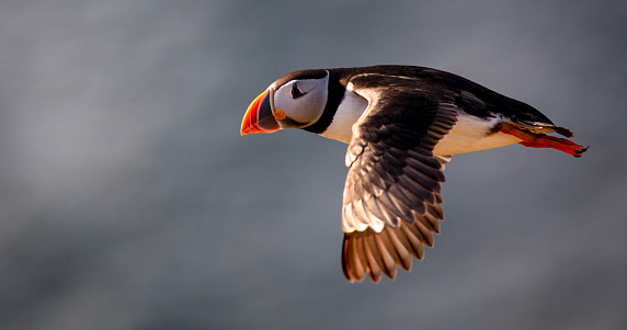 Puffin in flight against sea cliff background on Skomer Island, Pembrokeshire, Wales