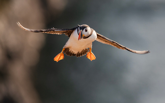 Puffin coming in to land over the sea on Skomer Island, Pembrokeshire, Wales
