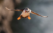 Puffin in flight