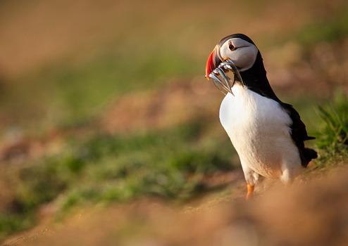 Puffin with a mouthful of sand eels on Skomer Island, Pembrokeshire, Wales