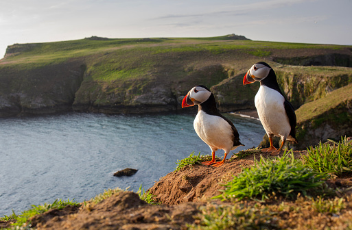 A pair of puffin against the green coastal backdrop of  Skomer Island, Pembrokeshire, Wales