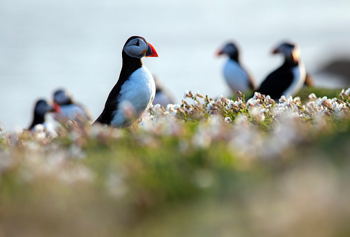 Puffins amidst the flowering white campion on Skomer Island, Pembrokeshire, Wales