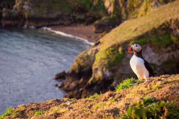istock Puffin against coastline 1495940259