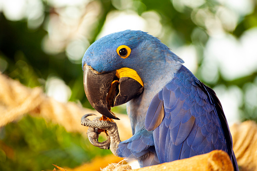 Close up of vivid blue Hyacinth Macaw, blue parrot portrait with blurred background