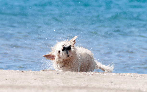 Golden Retriever shaking off water