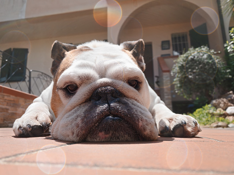 English Bulldog bathes in sunshine in front of her house