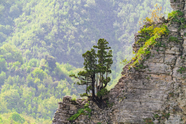 tree growing on top of mountain at a clear sky with single cloud
