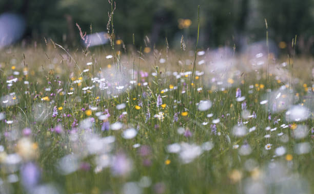 istock summer meadow with wildflowers 1495943121