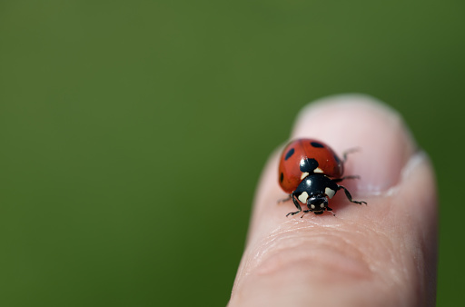 a small red ladybug sits on a person's finger. The ladybug is red with seven black dots. The background is green