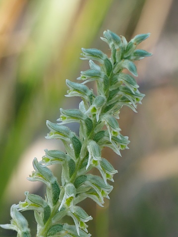 A close-up of a single inflorescence of the endemic, central Chilean orchid known locally as “Ñuil,” (Brachystele unilateralis), first described in 1714 by Father Louis Feuillée.