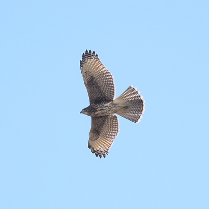 A single, immature Harris' Hawk (Parabuteo unicinctus) soars over farms in central Chile, against a blue sky.