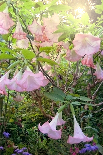 summer landscape with lush greenery and blossoms