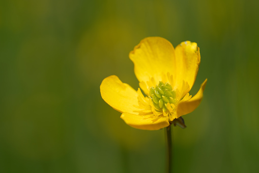 A macrophotography close-up shot of a small pair of Buttercup flower blossoms with bright yellow  color and a natural defocused green background.  One flower is in focus with a green center with stamen and pistils.
