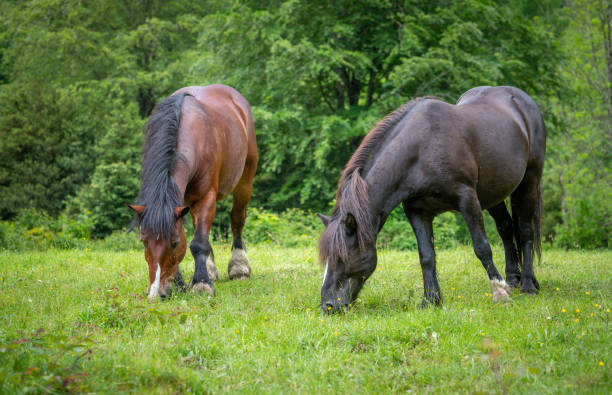istock Horses graze on a green meadow 1495944442