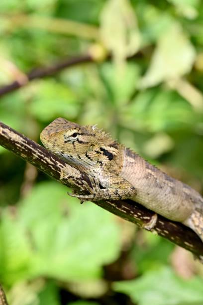 istock small chamelon climbing on a tree branch, possibly in wild area 1495945975