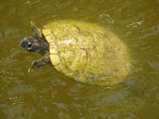 istock Melanistic Red-eared slider (Trachemys scripta elegans) - swimming in a lake 1495946567