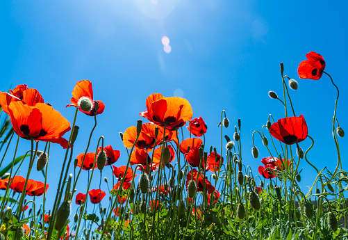 Beautiful poppy background with free space for your text.