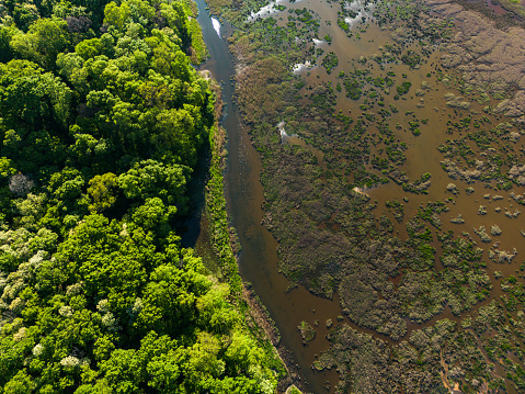 Aerial view of river between trees