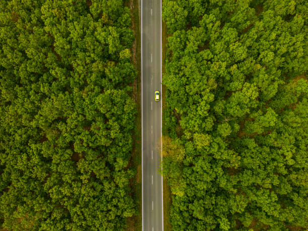 istock Aerial view of suburban road between trees 1495947245