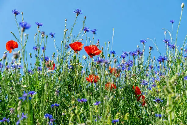 Beautiful summer landscape in Poland. Blooming poppies and cornflowers against clear blue sky