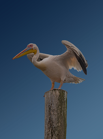 Close up of white African Pelican, Pelecanus onocrotalus, on blue background