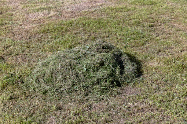istock field with grass for harvesting fodder for cows 1495947576