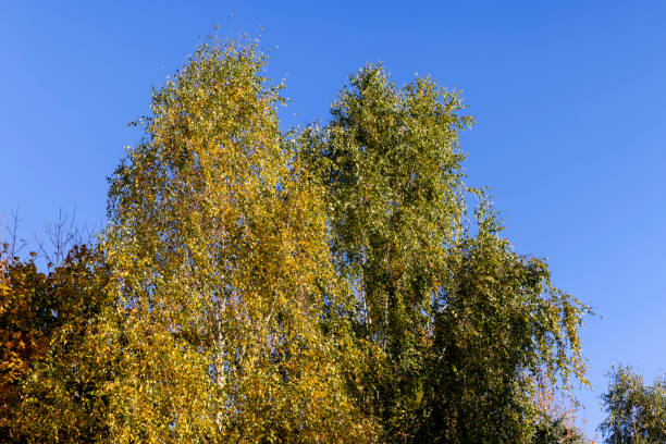 istock Birch forest with trees with yellow and green foliage 1495947629