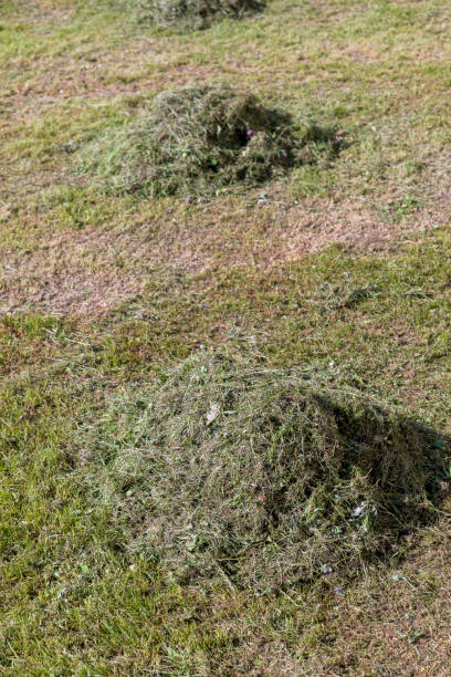 istock field with grass for harvesting fodder for cows 1495947678