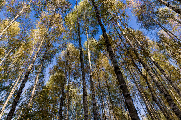 istock Birch forest with trees with yellow and green foliage 1495947763