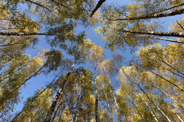 istock sunny autumn weather in the birch forest 1495947799