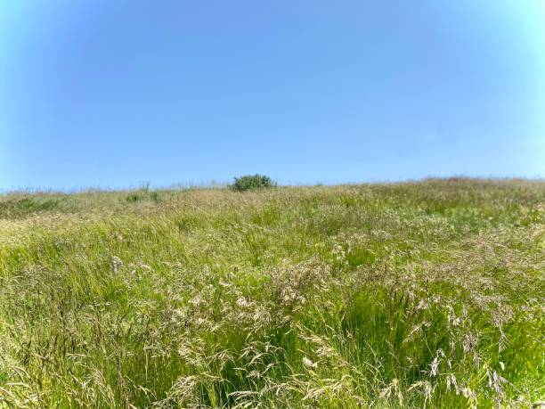 long grass on cliff blowing in wind with seed heads ready to spread and set seed. blue sky summer. - long grass uncultivated plant stage plant condition imagens e fotografias de stock
