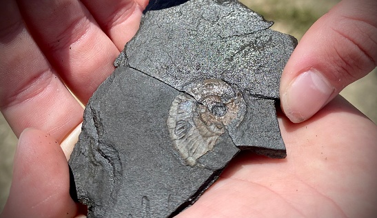 Small slate rock with fossil on it slightly cracked in small girls hand. Kilve beach, ammonite fossil. Bristol Channel, close up.