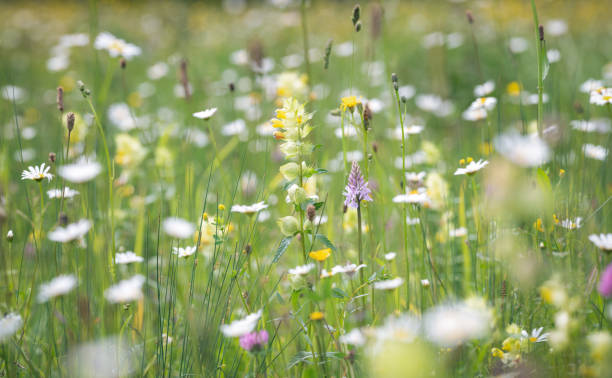 istock summer meadow with wildflowers 1495947909