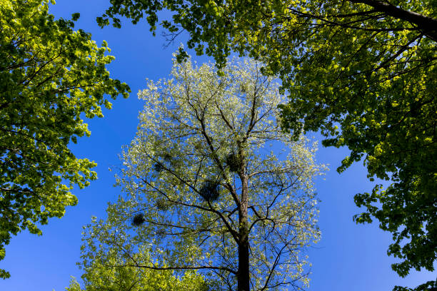 deciduous trees in the spring season in sunny weather, tall trees with green foliage in the spring season
