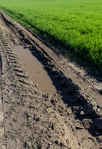 poor rural road without asphalt or other pavement, parts of the road in the field after rain in puddles and car tracks