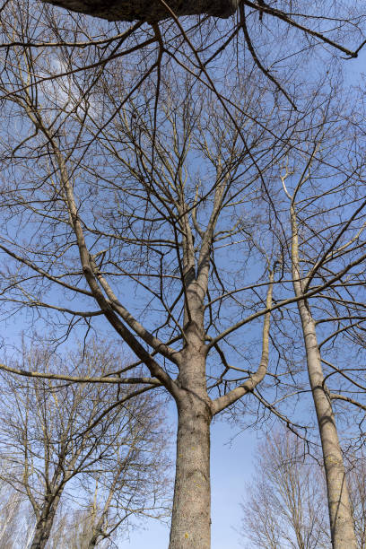 istock Branches of deciduous trees in the park in spring sunny weather 1495949794