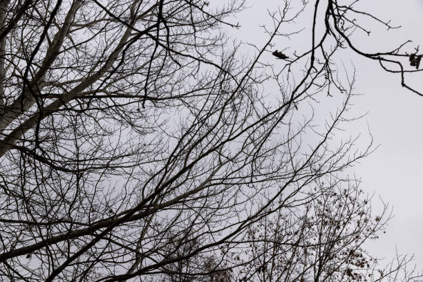 istock Bare trees in the autumn season 1495950329