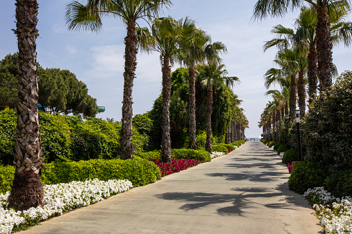 Palm tree lined street