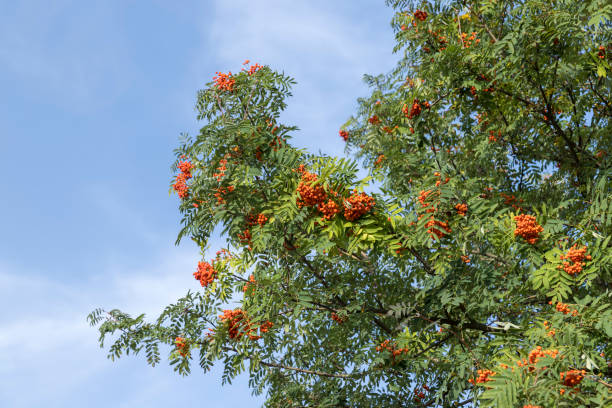 istock Red rowan berries in the summer 1495950897