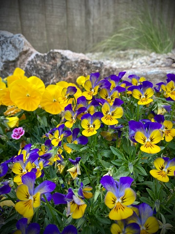 Pansies flowers in sunny day.