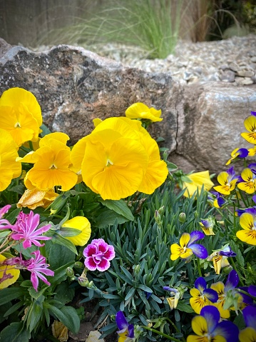 Pansys and bedding plants close up yellow, purple in flower, dianthus, coronations up close.