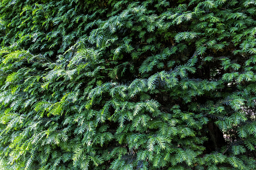 leaves of yew plants, forming a green wall