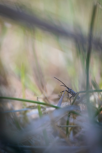 Leptopterna Dolabrata Meadow Plant Bug nymphwalking trough grass jungle ,macrophotography
